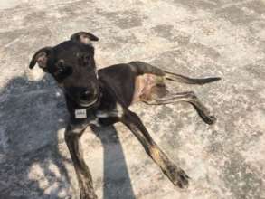 Recently amputated puppy recovering at TOLFA