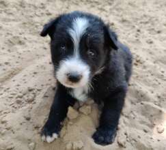 One of hundreds of puppies we treat every year