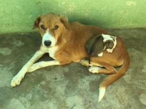 Little Petal uses mum Aksha as a comfy bed