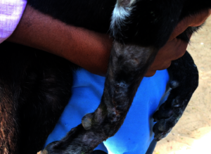 Dog's leg after successful removal of the tumour