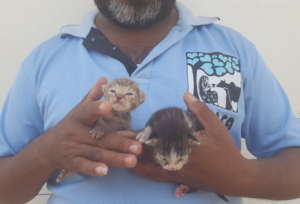 Little kittens cared for at TOLFA
