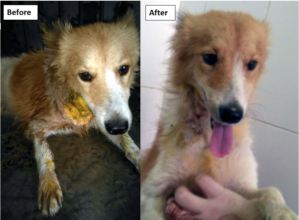 Leo - Before and After at TOLFA