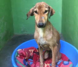 Poor Thunder had horrid mange before TOLFA came