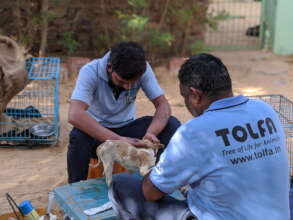 TOLFA staff treating a puppy at the hospital
