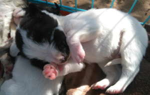 One of a litter of 4 puppies being hand-reared