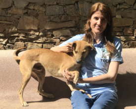 TOLFA's Rachel Wright - Vet Nurse of the Year!