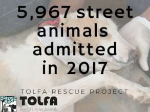 TOLFA admitted 5,967 animals to hospital in 2017
