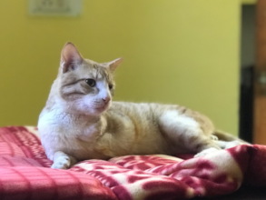 Simpi, after amputation, now a TOLFA office cat