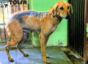 Sally before, suffering from mange & malnutrition