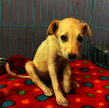 Smaller patients especially need good nutrition