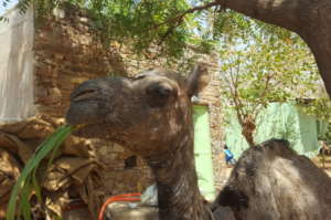 Suraksha the camel