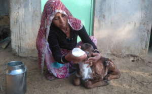 Compassionate carer Tija feeds an orphan calf