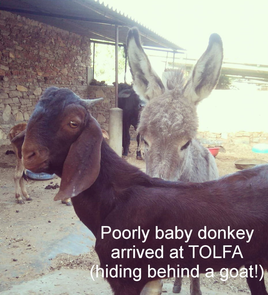 This donkey foal needs lots of love & care