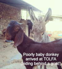 This donkey foal needs lots of love & care