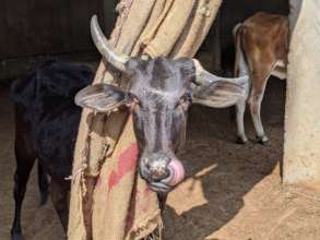 A cheeky cow enjoys a break from the monsoon rains