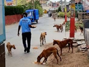 TOLFA street feeding programme helps dogs survive