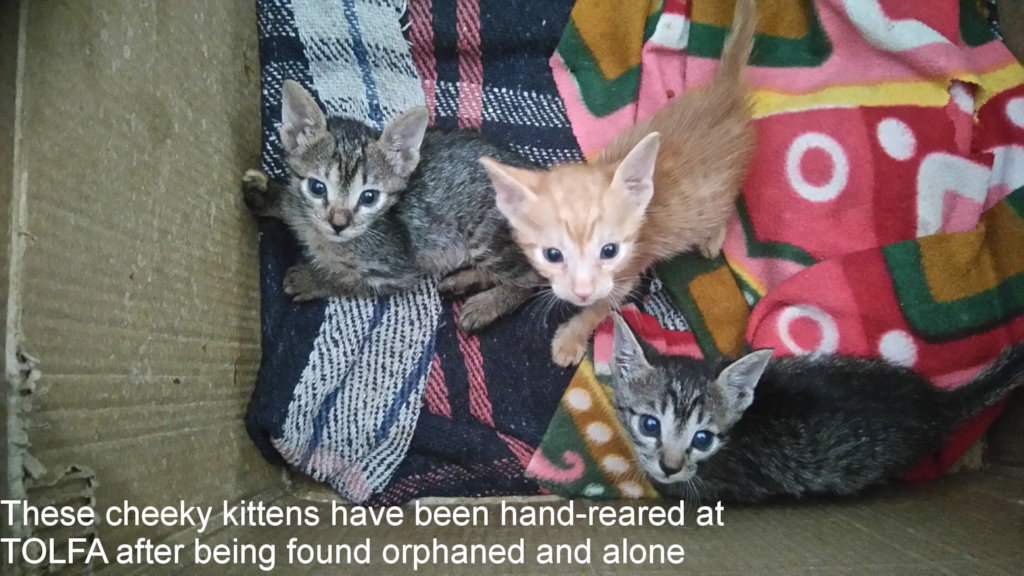 Orphaned kittens cared for at TOLFA
