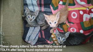 Orphaned kittens cared for at TOLFA