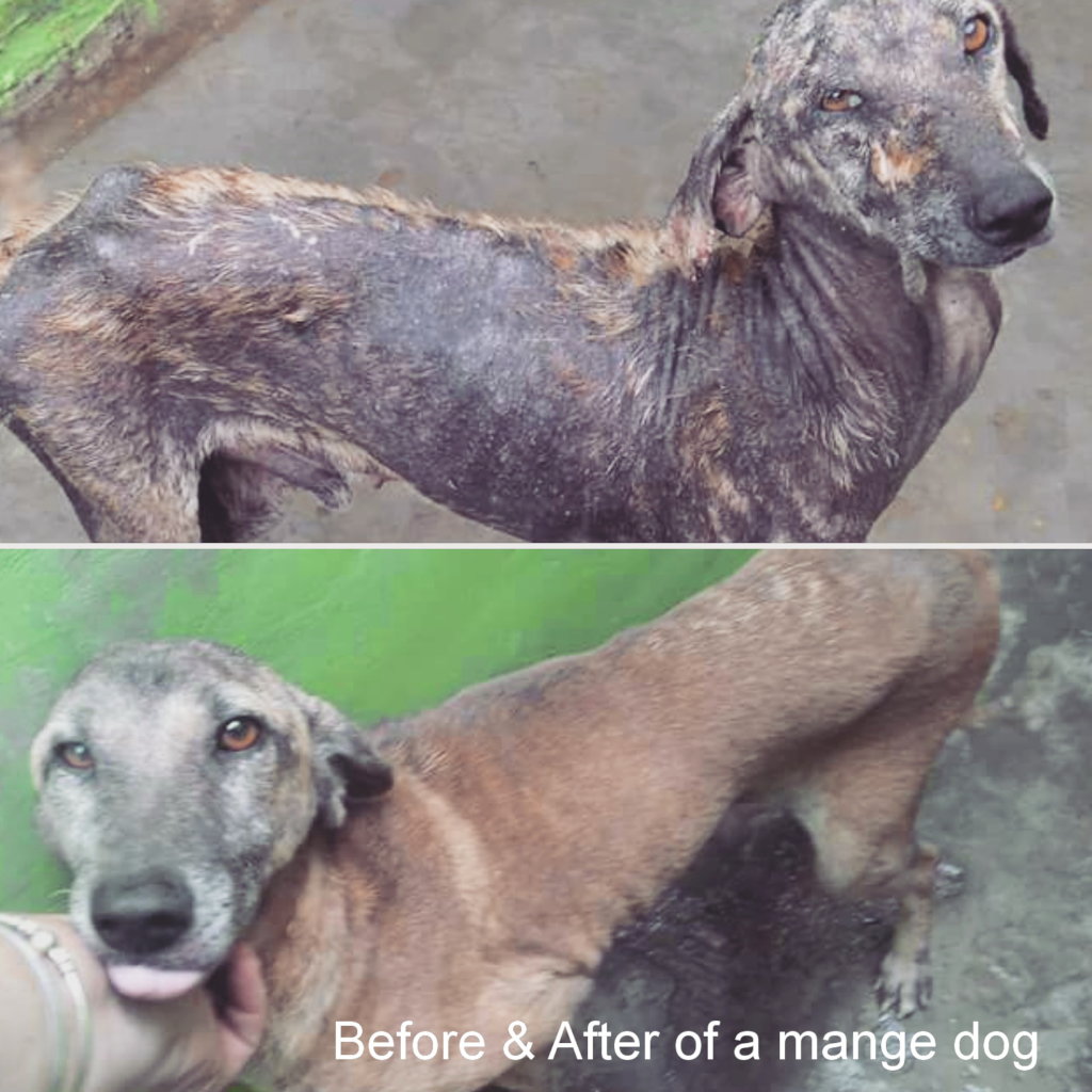 We have special kennels just for dogs with mange