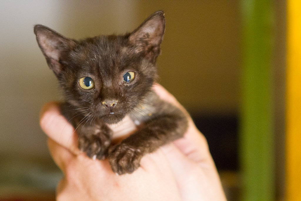 Rescued kitten at TOLFA