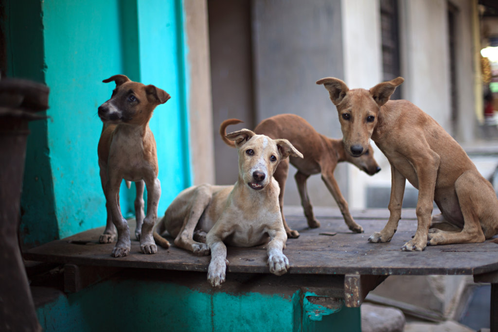 Street dogs in nearby Pushkar
