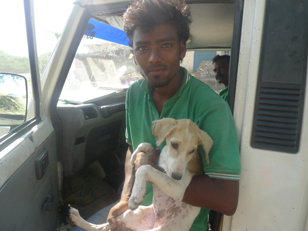 Puppy hit by motorbike