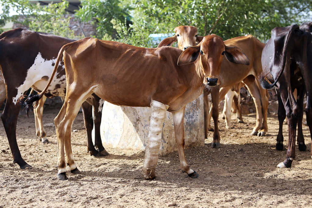 Rescue Sick & Injured Street Animals in India