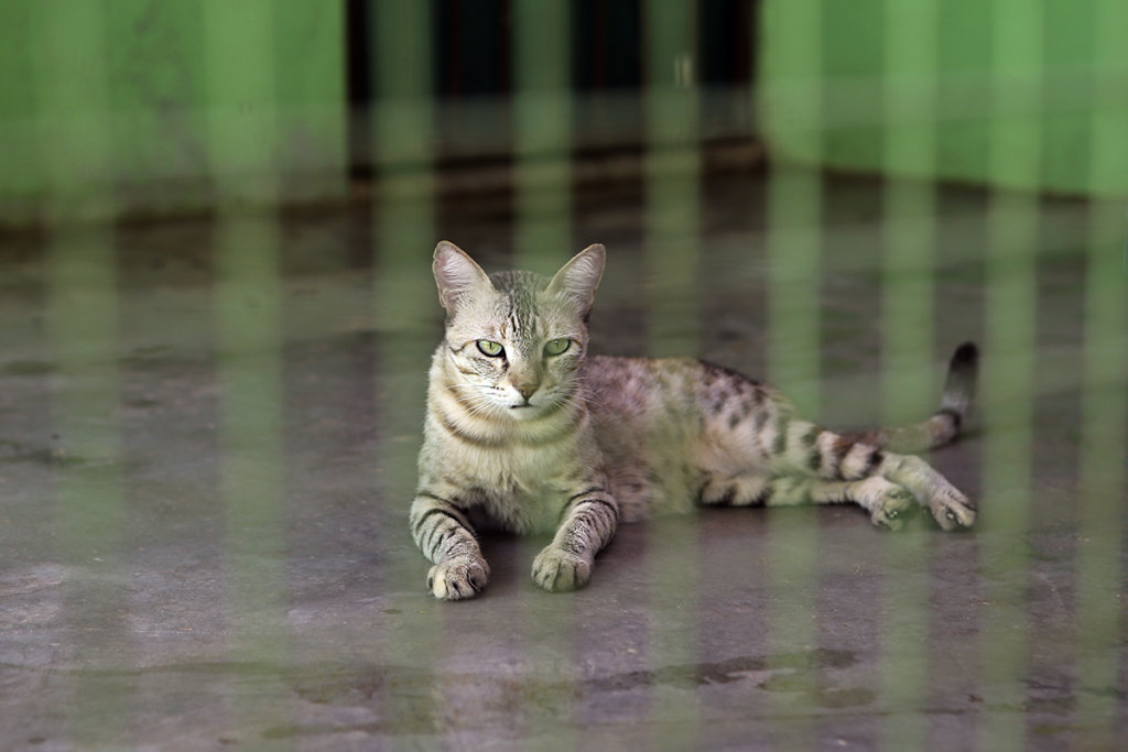 Rescue Sick & Injured Street Animals in India