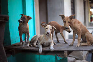 Street dogs in nearby Pushkar