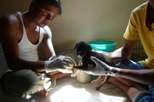 Tiny puppy being treated