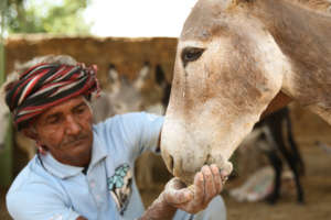 A retired donkey treated with love