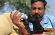 Rescue Sick & Injured Street Animals in India