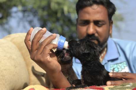 Rescue Sick & Injured Street Animals in India