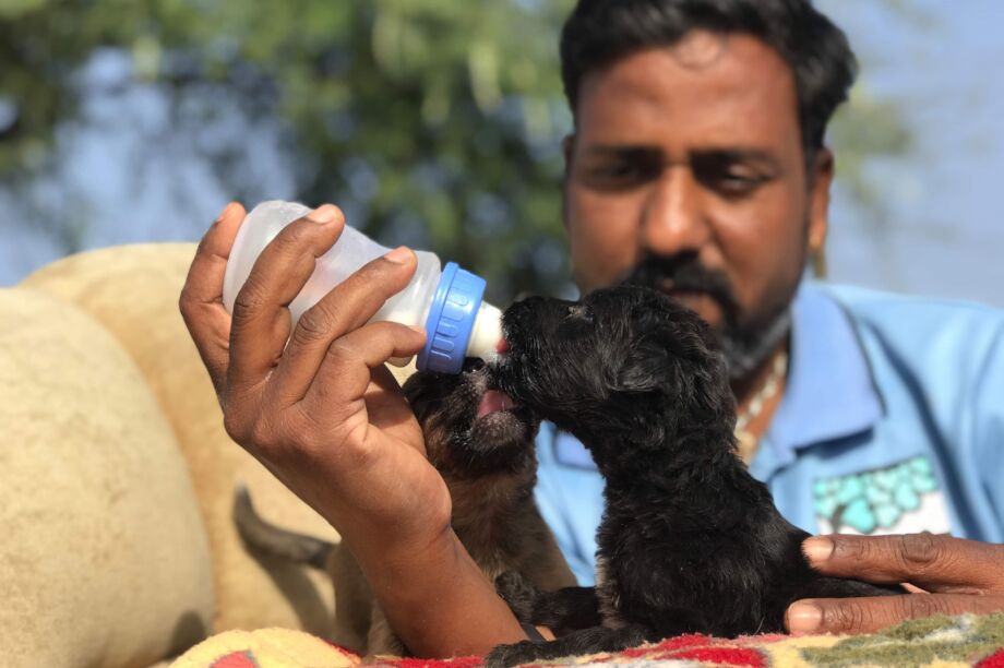 Rescue Sick & Injured Street Animals in India