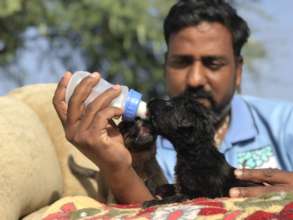 Rescue Sick & Injured Street Animals in India