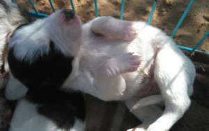 We have many orphaned puppies at the moment