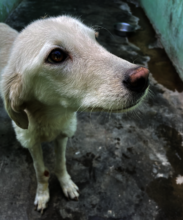 Pilot, with wound on the leg