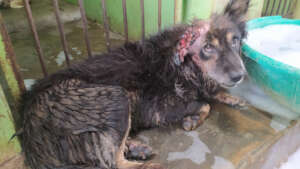 Just one of the hundreds of maggot wound dogs