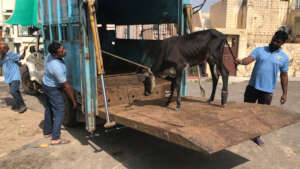 We're receiving up to 80 rescue calls every day