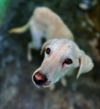 Pilot required intensive nursing care at TOLFA