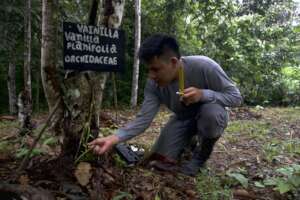 Andy in an agroforestry plot doing his internship