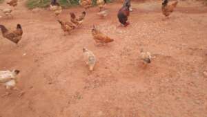 Free Range Chickens