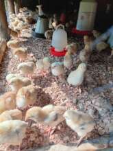 Poultry Farming
