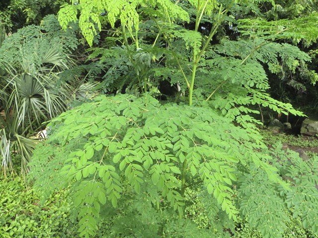 Moringa for the Nutritional Health of 1000Children