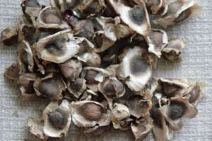 Seeds of moringa
