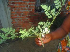 moringa flowers