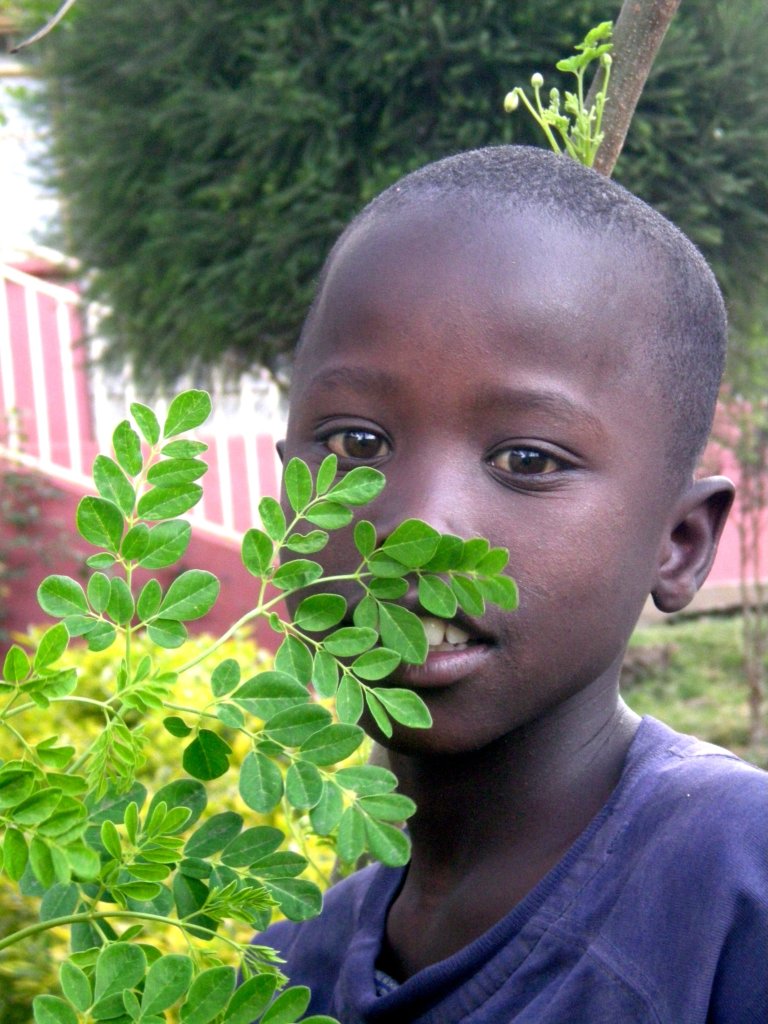 Moringa for the Nutritional Health of 1000Children