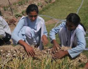 In Organic School Garden