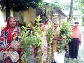 Distribution of tree saplings-in Chandpur district