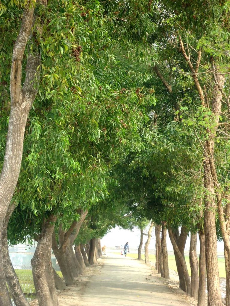 Bangladesh Roadside Tree Plantation GlobalGiving